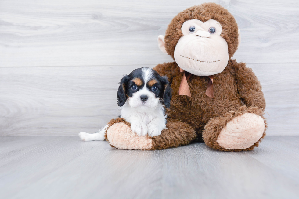 Sweet Cavalier King Charles Spaniel Purebred Puppy