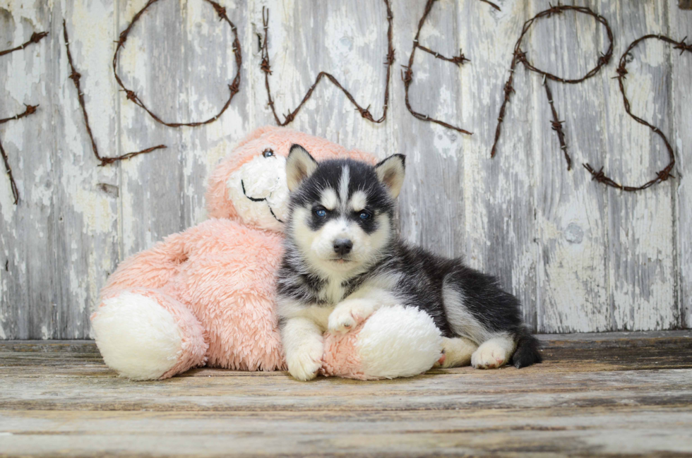 Cute Siberian Husky Baby