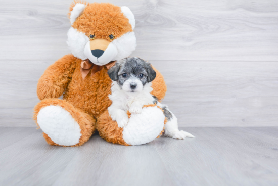 Maltipoo Puppy for Adoption