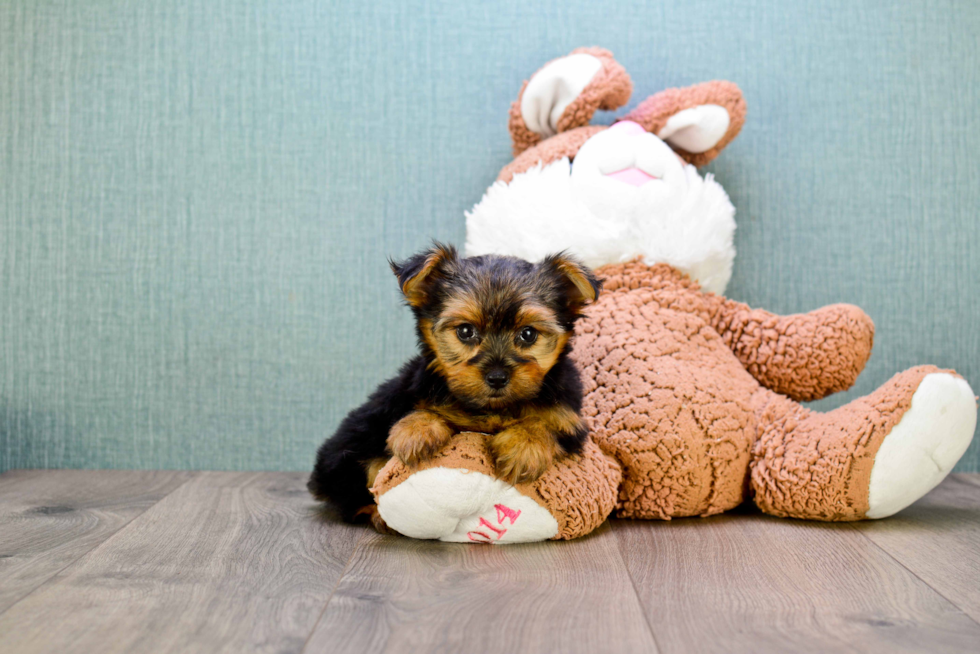 Meet Capone - our Yorkshire Terrier Puppy Photo 