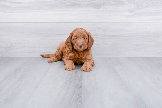 Cockapoo Puppy for Adoption