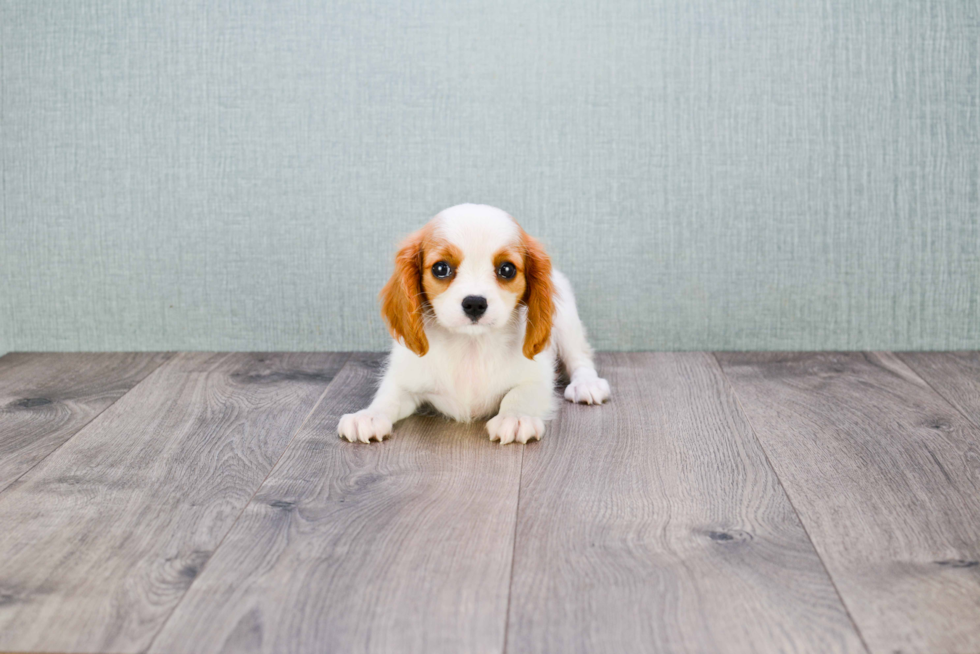 Hypoallergenic Cavalier King Charles Spaniel Baby