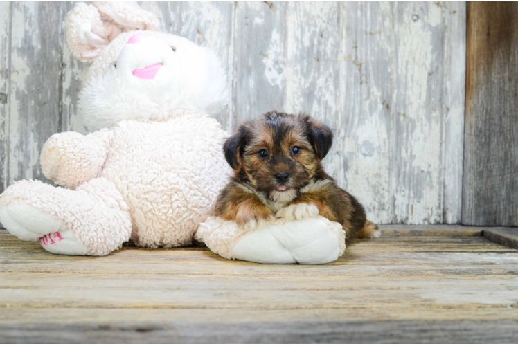 Shorkie Pup Being Cute