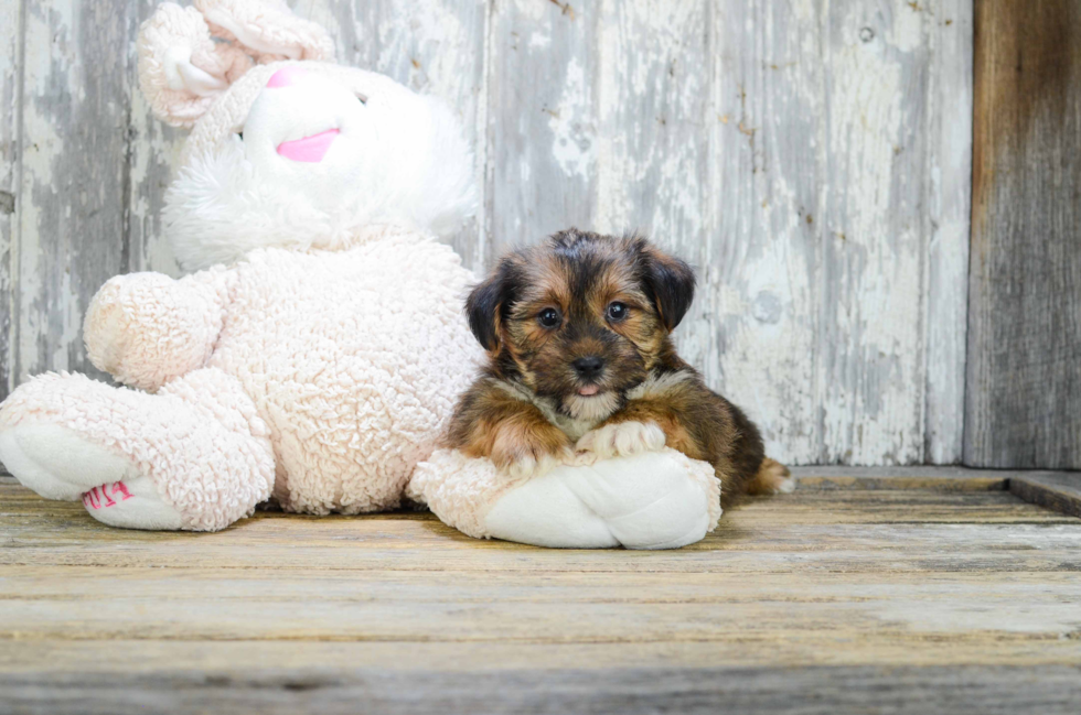 Shorkie Pup Being Cute