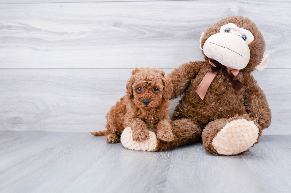 Adorable Cavoodle Poodle Mix Puppy