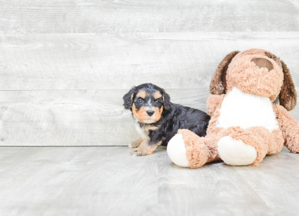 Mini Bernedoodle Puppy for Adoption