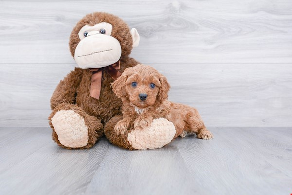 Cavapoo Puppy for Adoption