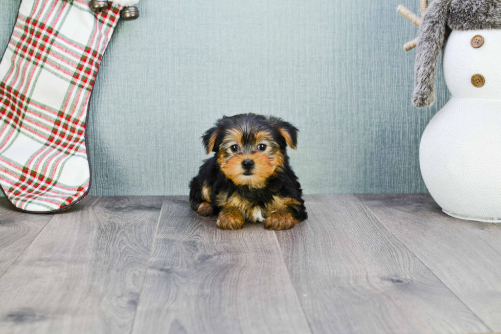 Meet Bella - our Yorkshire Terrier Puppy Photo 