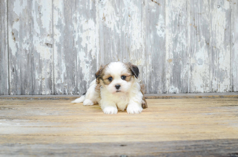 Friendly Teddy Bear Baby