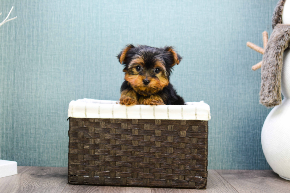 Meet Microteacup-Avery - our Yorkshire Terrier Puppy Photo 