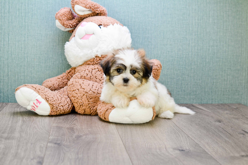 Friendly Teddy Bear Baby