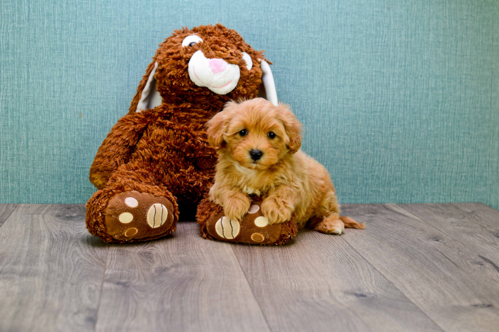 Cavapoo Puppy for Adoption