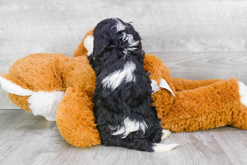 Hypoallergenic Cavalier King Charles Spaniel Purebred Pup