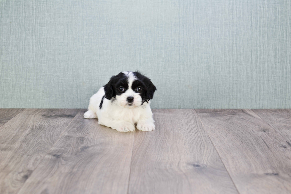 Cavachon Puppy for Adoption