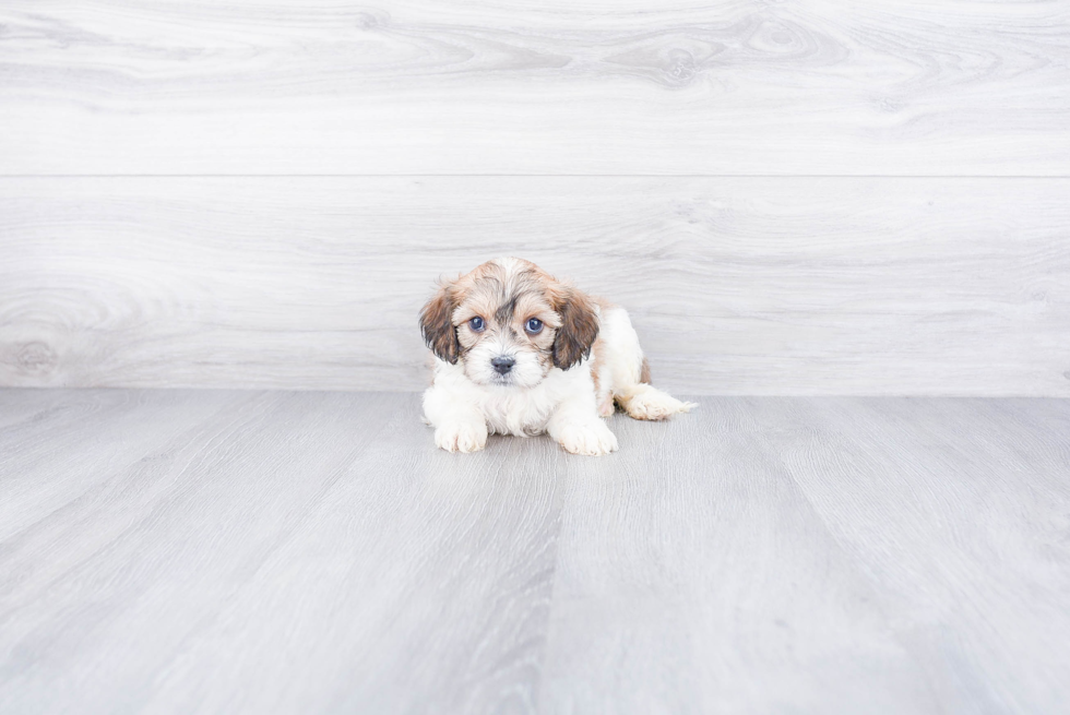 Cavachon Puppy for Adoption