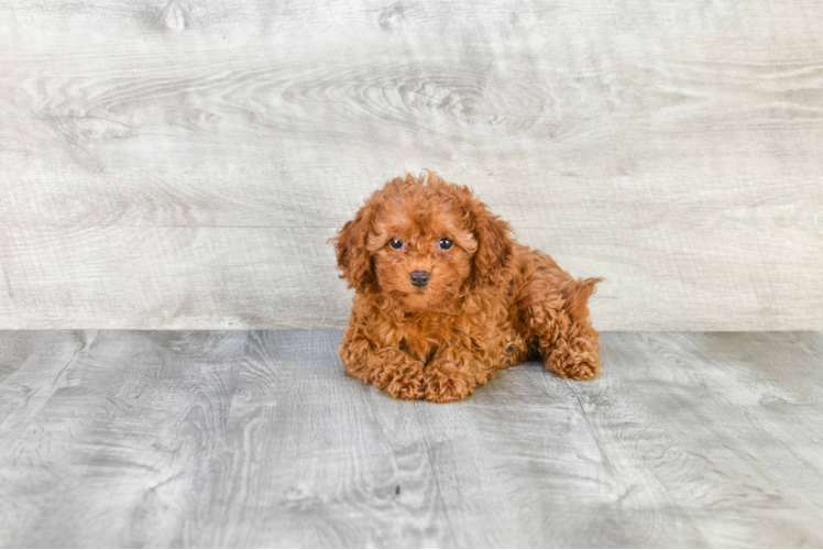 Smart Cavapoo Poodle Mix Pup