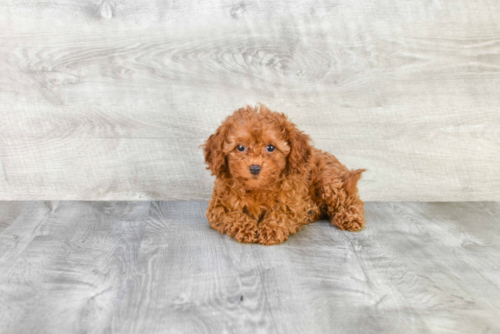 Smart Cavapoo Poodle Mix Pup