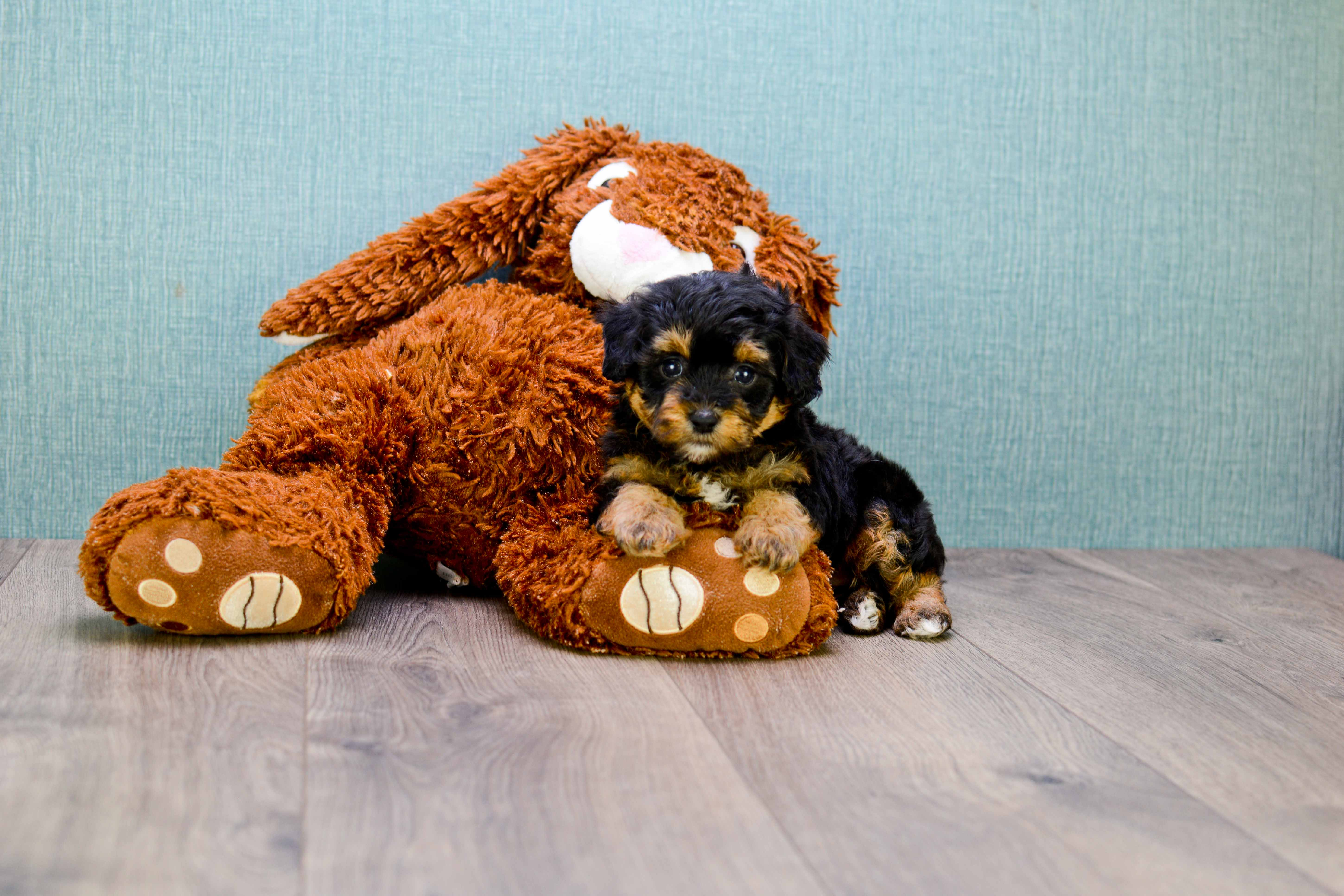 Best Yorkie Poo Baby