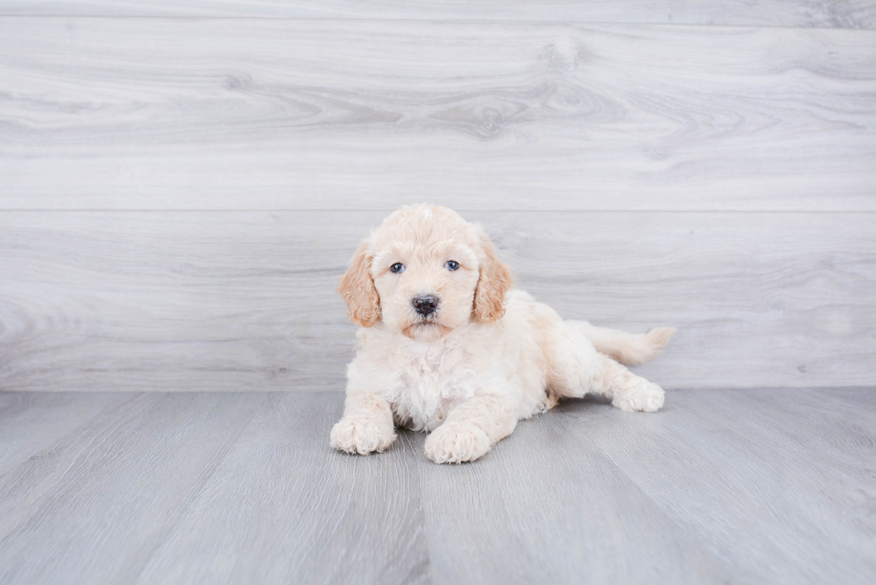 Playful Golden Retriever Poodle Mix Puppy