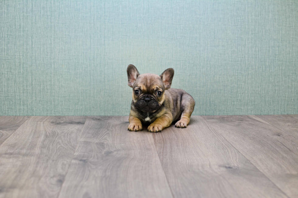 Best French Bulldog Baby