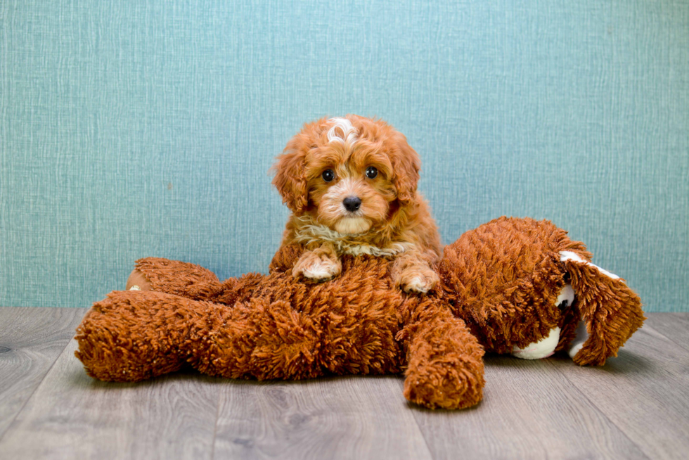 Best Cavapoo Baby