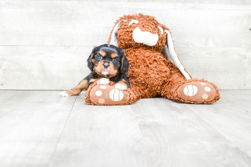 Small Cavalier King Charles Spaniel Baby