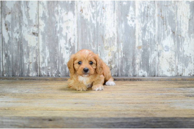 Happy Cavapoo Baby