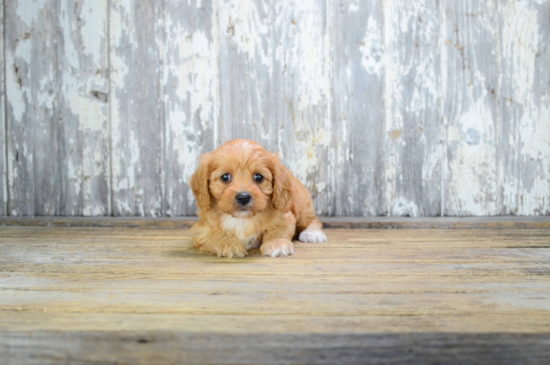 Happy Cavapoo Baby