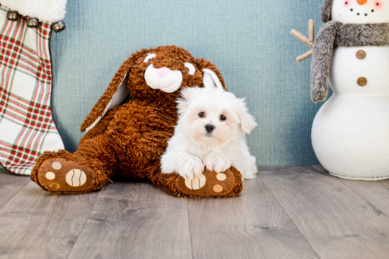 Cute Maltese Purebred Puppy