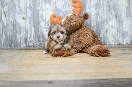 Morkie Pup Being Cute