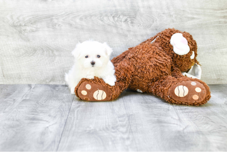 Petite Maltese Purebred Puppy