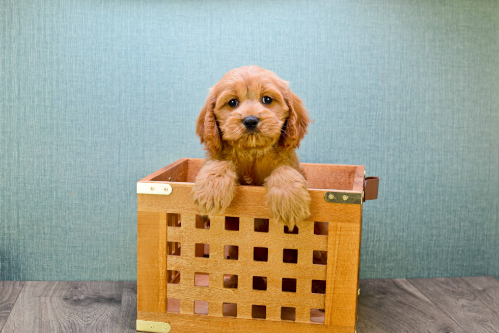 Mini Goldendoodle Puppy for Adoption