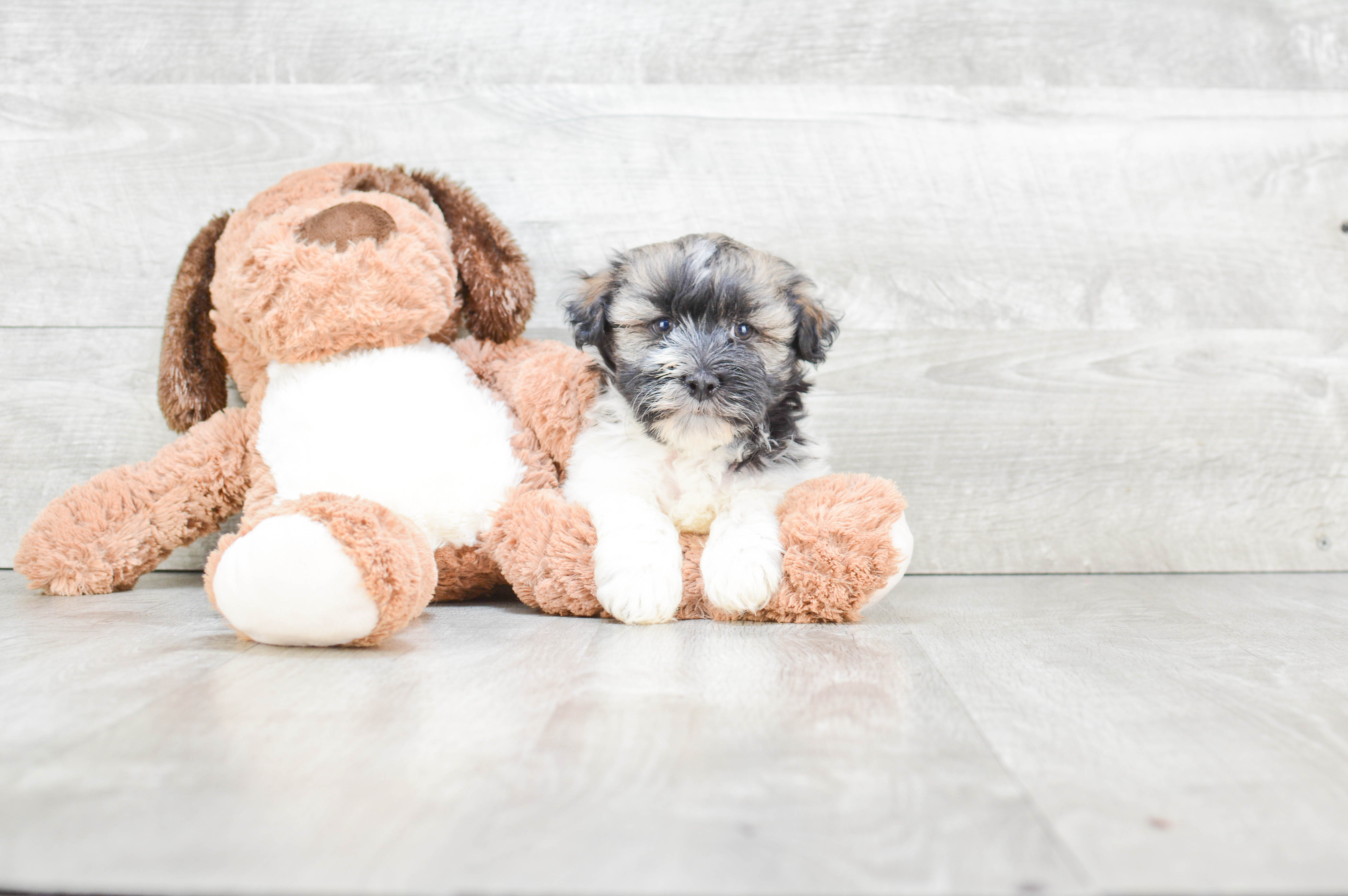 Best Havanese Baby