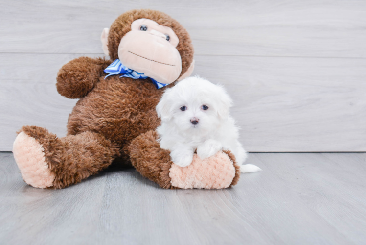 Funny Maltese Baby