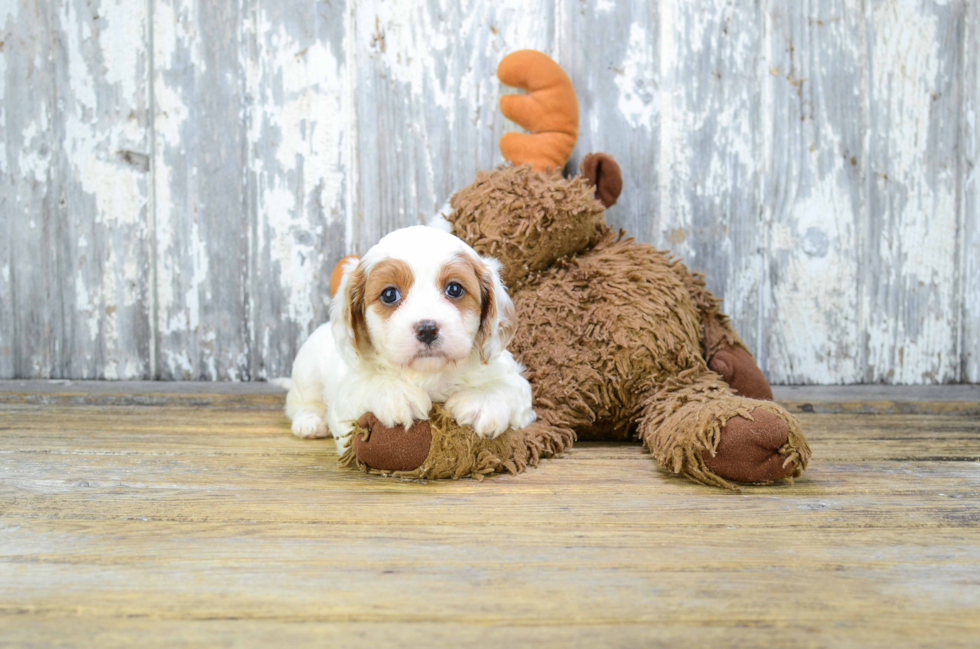 Best Cavachon Baby