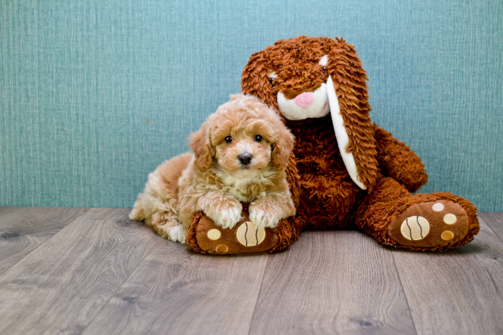 Cavapoo Puppy for Adoption
