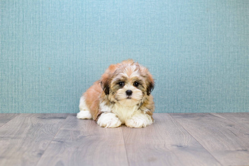 Popular Teddy Bear Designer Pup