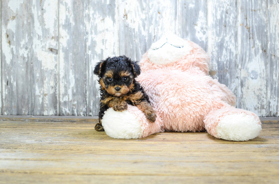 Best Yorkie Poo Baby