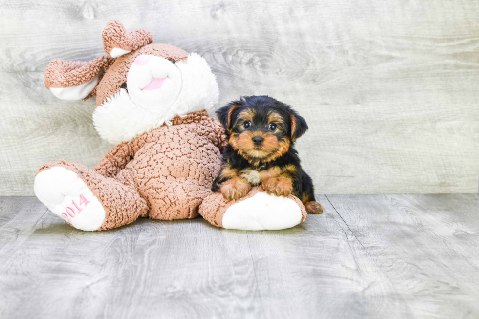 Meet Timmy - our Yorkshire Terrier Puppy Photo 