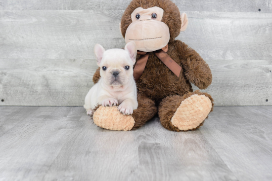 French Bulldog Puppy for Adoption