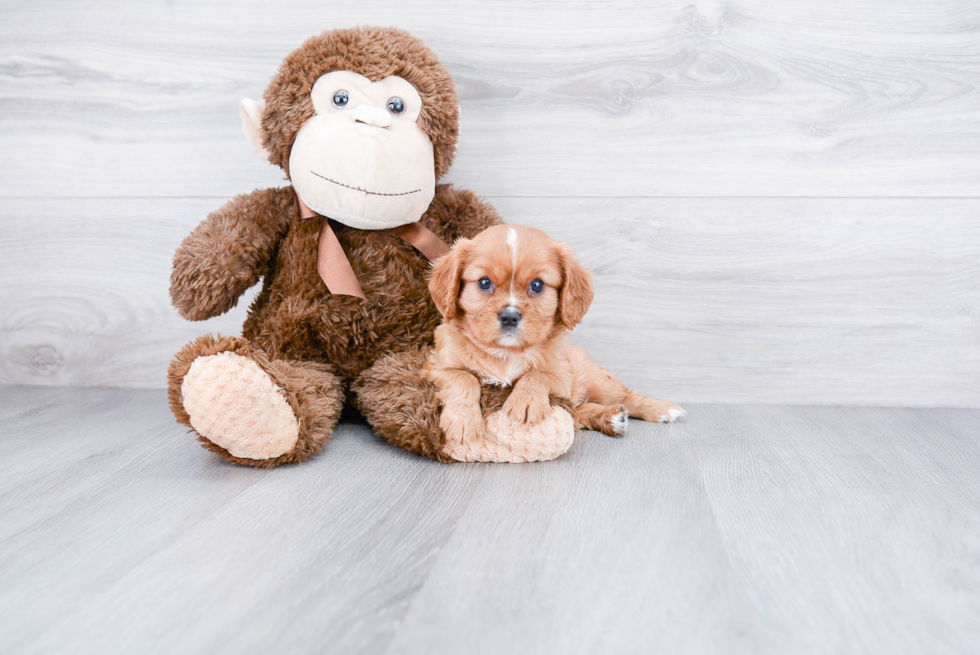 Cavalier King Charles Spaniel Pup Being Cute