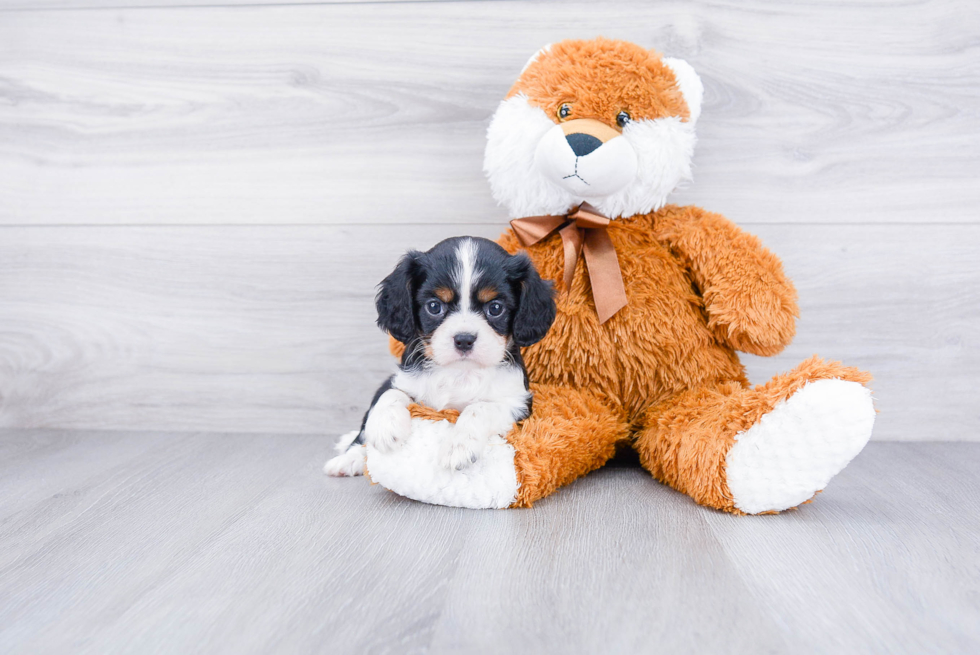 Cavalier King Charles Spaniel Puppy for Adoption