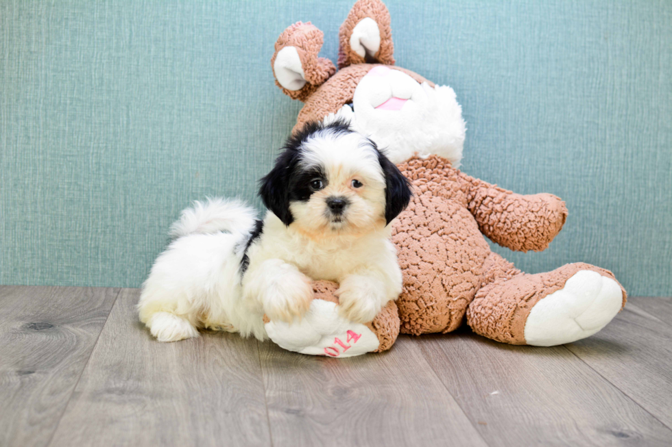 Petite Teddy Bear Designer Pup