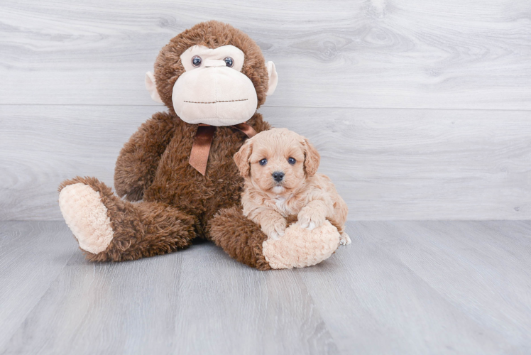 Adorable Cavoodle Poodle Mix Puppy