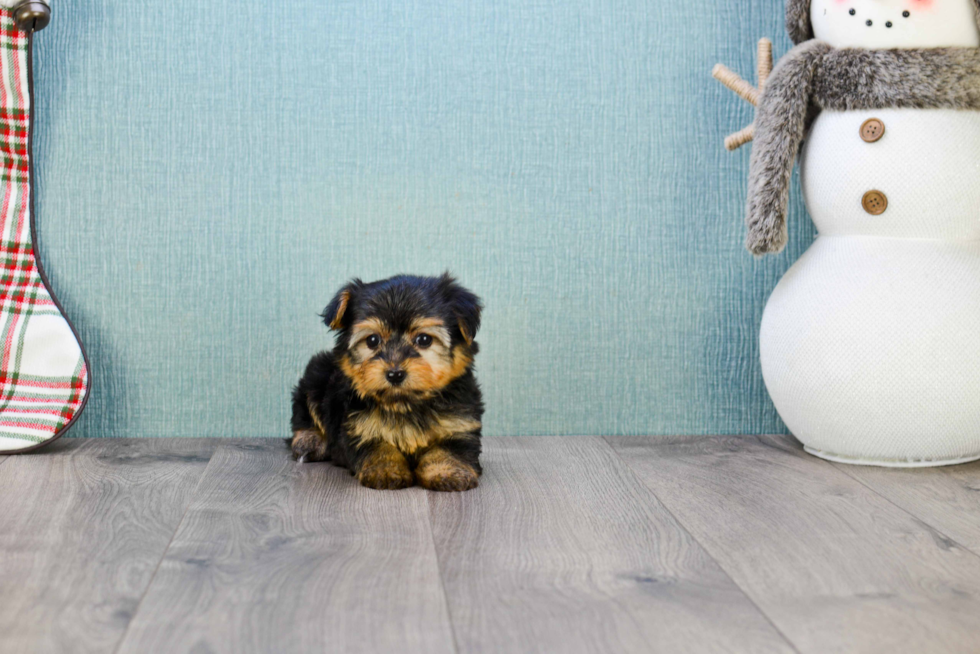 Meet Bella - our Yorkshire Terrier Puppy Photo 