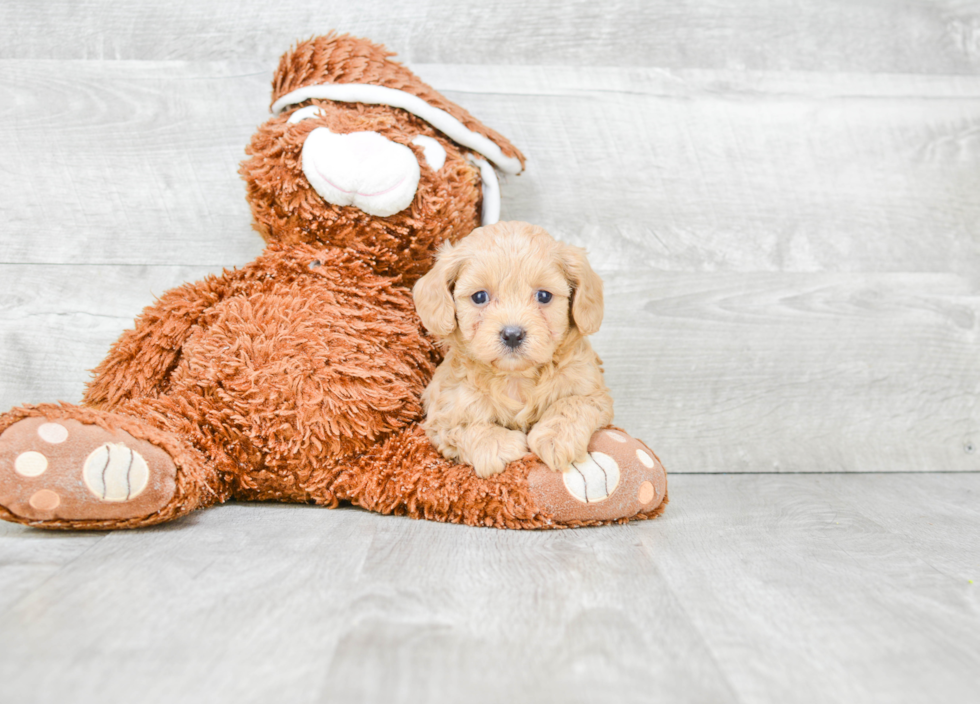 Adorable Cavoodle Poodle Mix Puppy