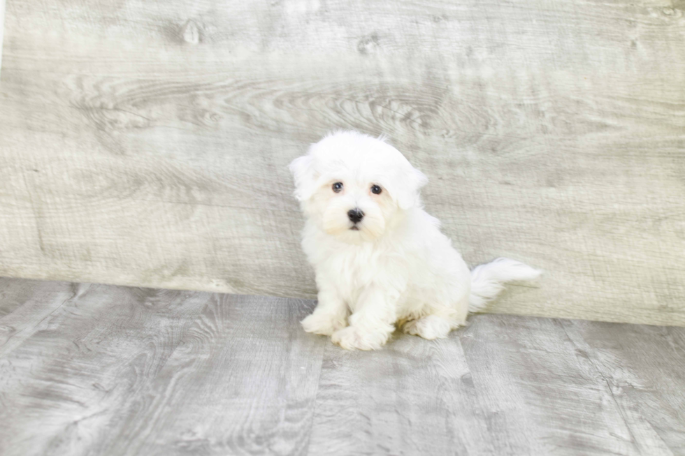 Friendly Maltipoo Baby