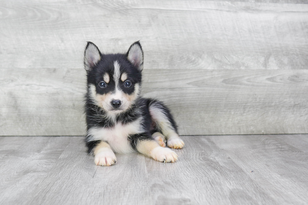 Pomsky Pup Being Cute