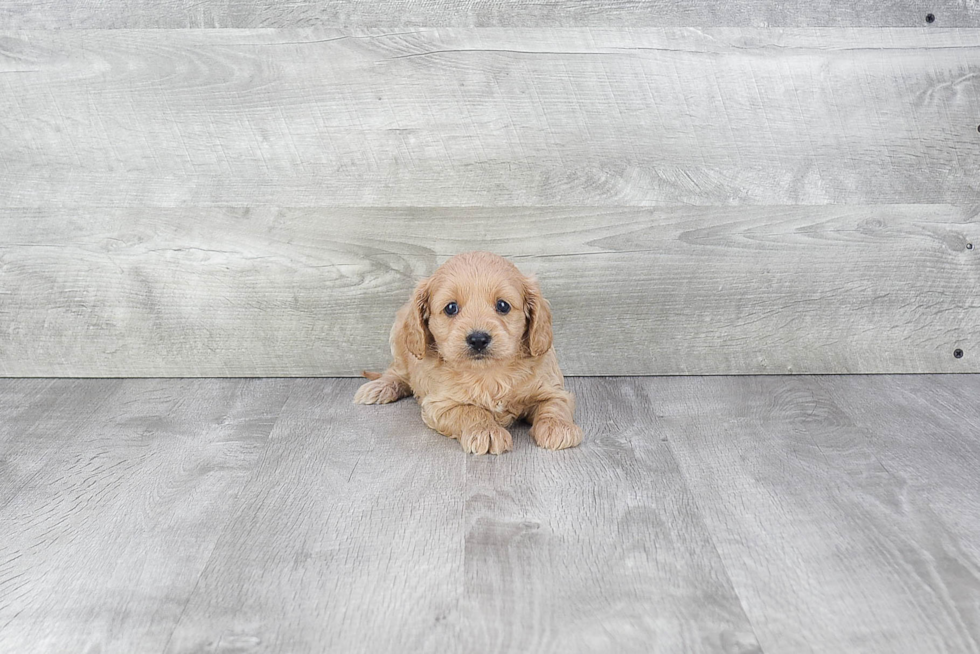 Popular Cavapoo Poodle Mix Pup