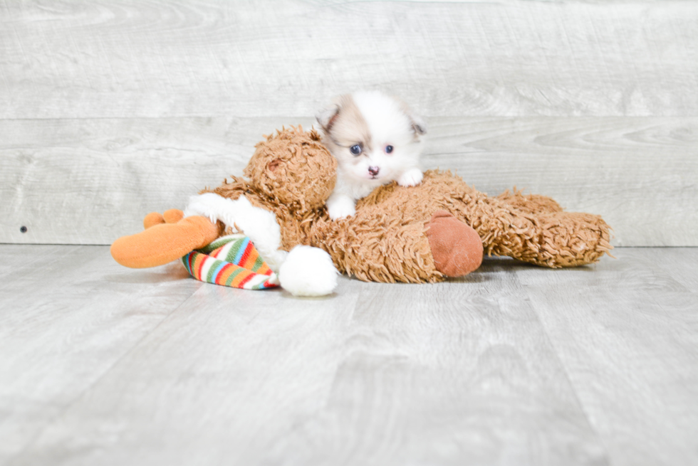 Playful Pomeranian Purebred Pup